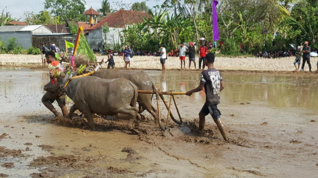 Homestay Segara Urip Negara (Bali)